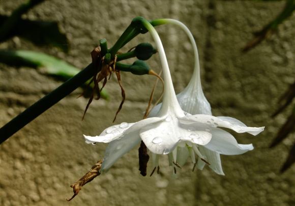 Flower and water droplets, 16/3/13