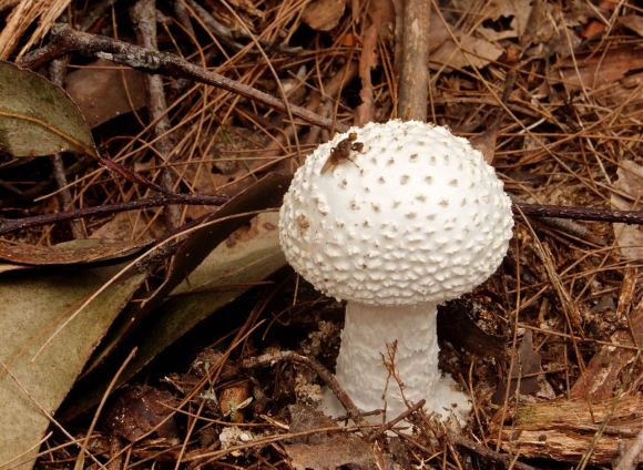 Mushroom seat, 11/3/13