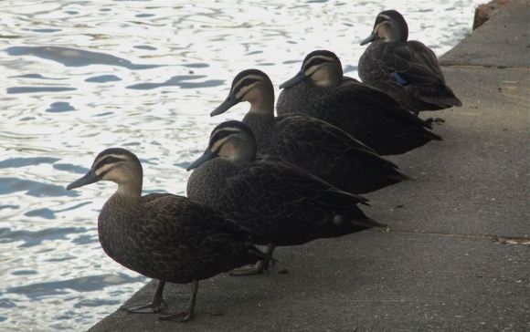 Ducks, Brisbane river, 30/4/13