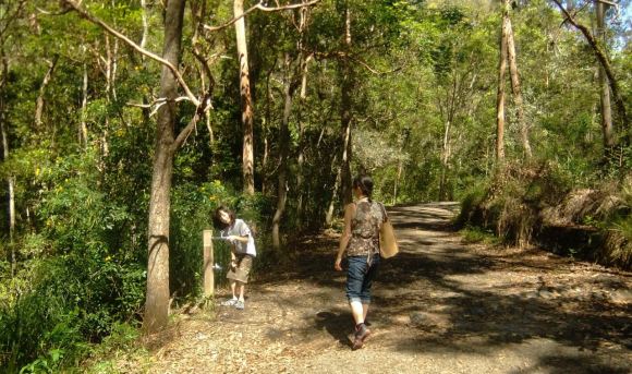 Mt Coot-tha woods, 11/4/13