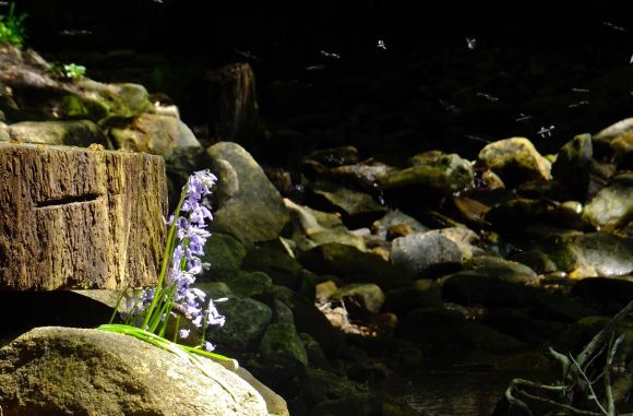 Bluebells and insects, 31/5/13