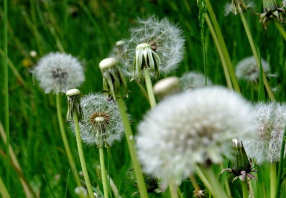 Dandelion clocks, 30/5/13