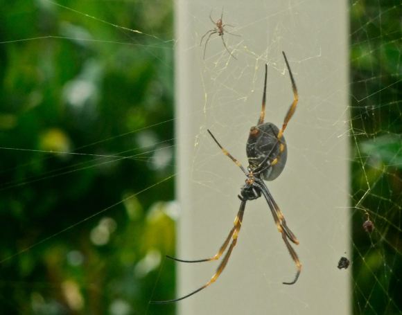 Tent web spiders, 11/5/13