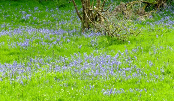 Bluebell meadow, 2/6/13