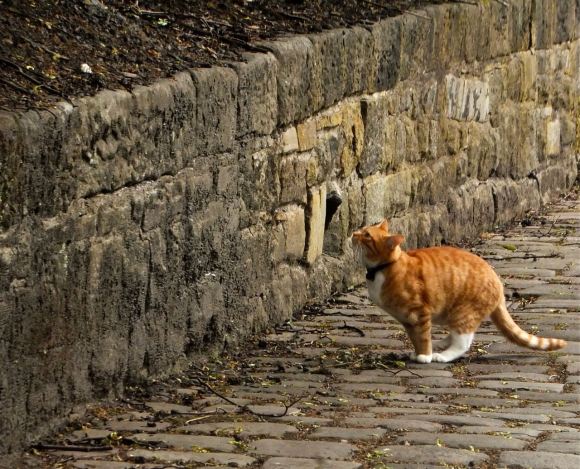 Cat about to jump, 1/7/13