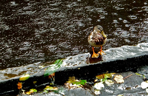 Depressed duck, 19/9/13