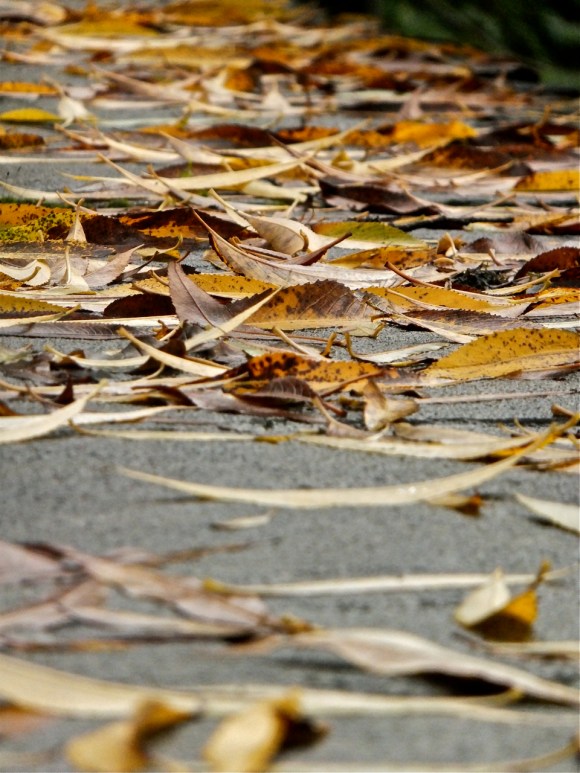 Fallen leaves, 26/10/13