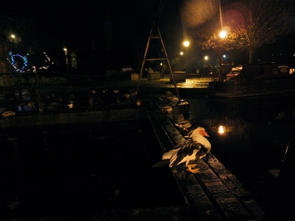 Muscovy duck, 6/12/13