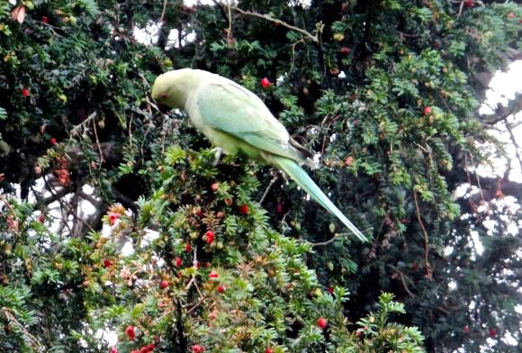 Parakeet, 16/12/13