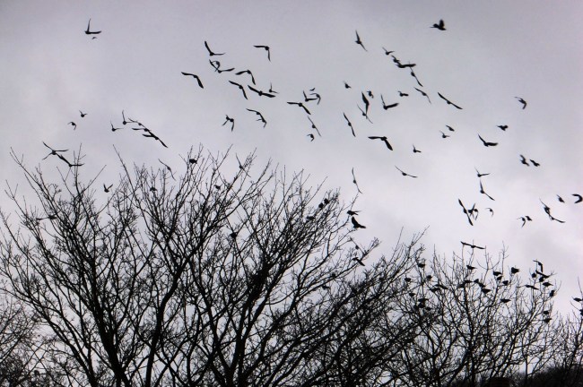 Rooks, 30/12/13