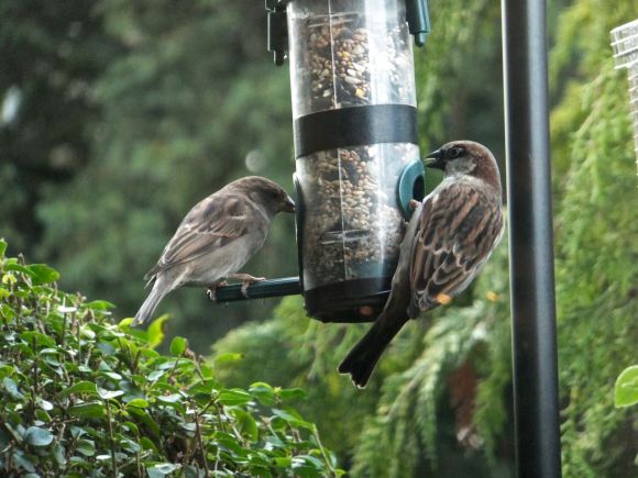 Sparrows feeding, 26/12/13