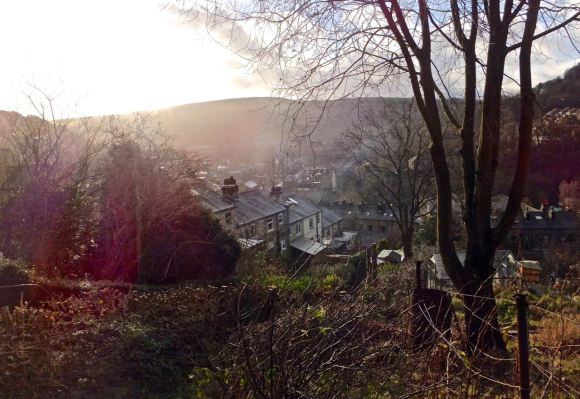 Slayed hedge, 2/1/14