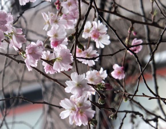 Cherry blossom, 19/2/14