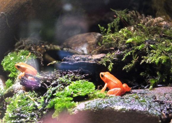 Frogs in vivarium, 23/2/14