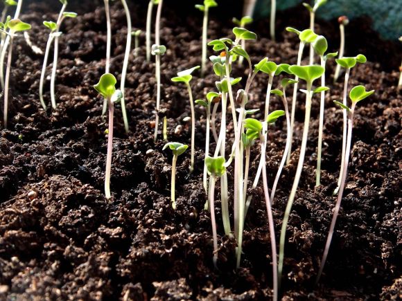 Baby broccoli, 7/3/14