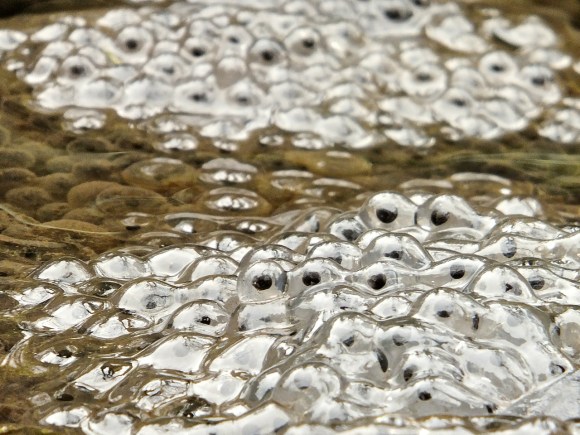 Frog spawn, 16/3/14