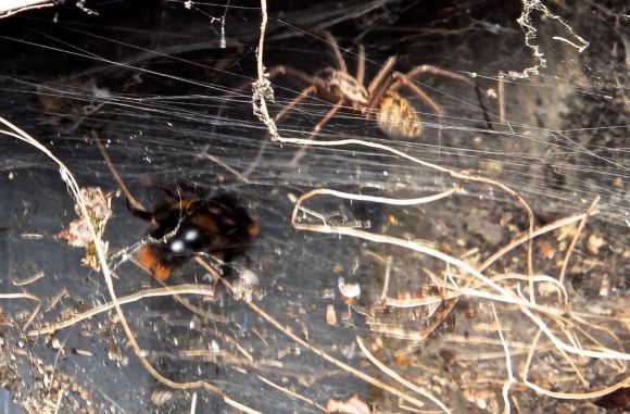 Bumblebee and apider, 23/4/14