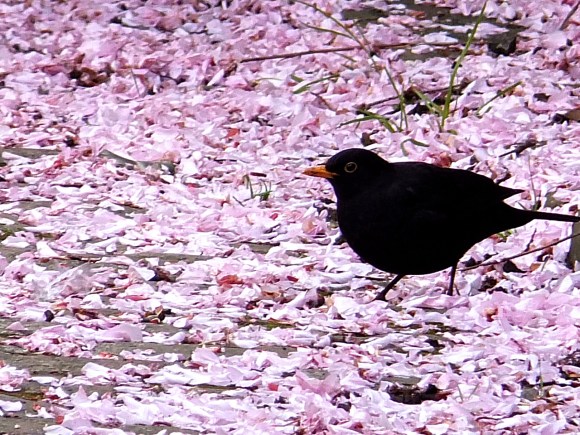 Blackbird and blossom, 2/5/14