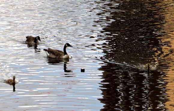 Geese and goslings, 21/5/14