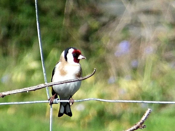 Goldfinch, 6/5/14