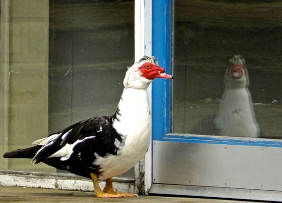 Muscovy duck, 28/5/14