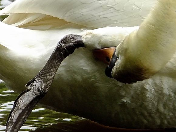 Swan, cleaning, 29/5/14