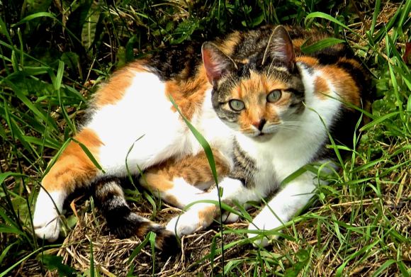 Tortoiseshell, 18/5/14