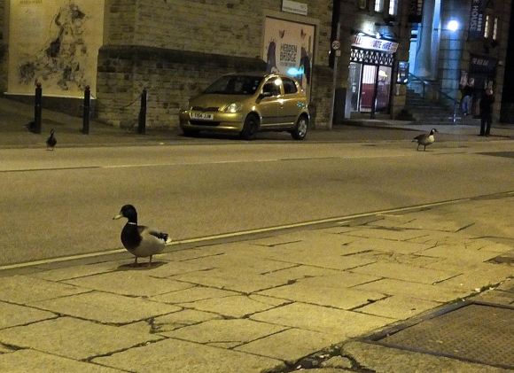 Wildfowl wandering, 1/5/14