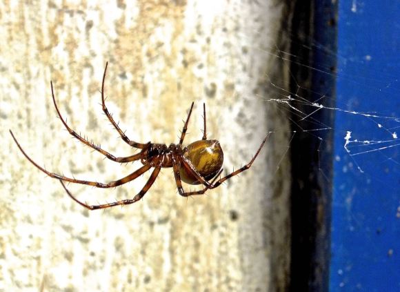 Cave spider, 22/6/14