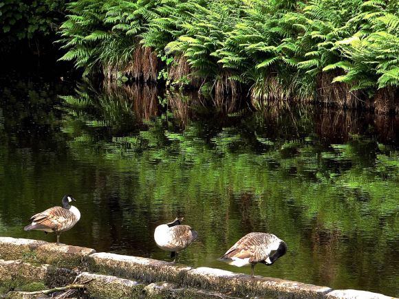 Geese on the weir, 6/6/14