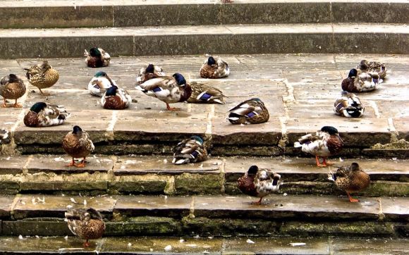 Sleeping ducks, 27/6/14
