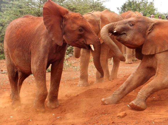 Baby elephants, 8/7/14