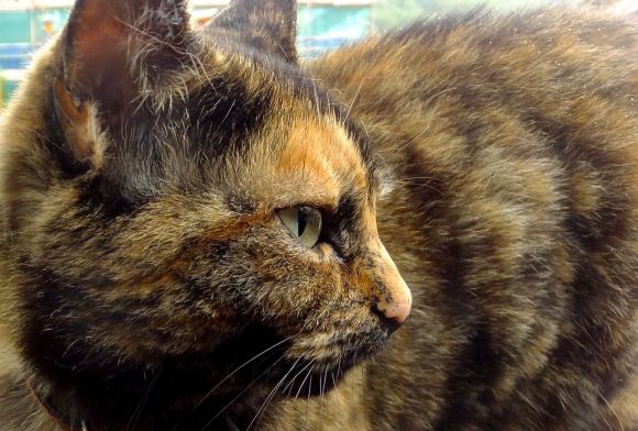 Cat close up, 30/7/14