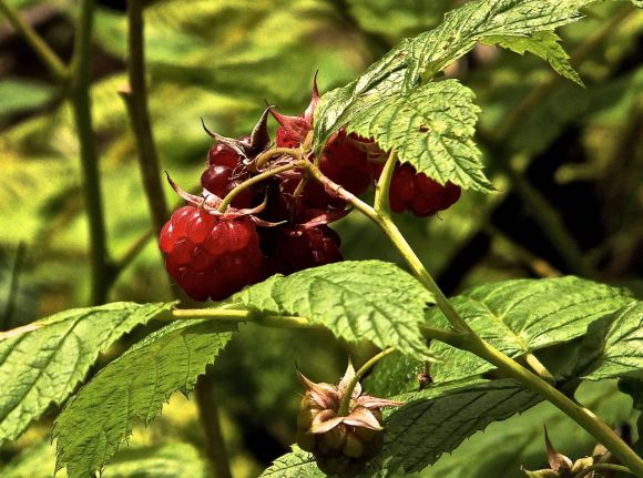 Raspberries, 13/7/14