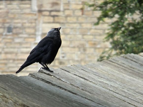 Jackdaw, early morning, 4/7/14