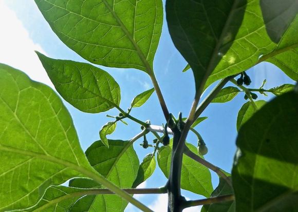 Baby habaneros, 30/8/14