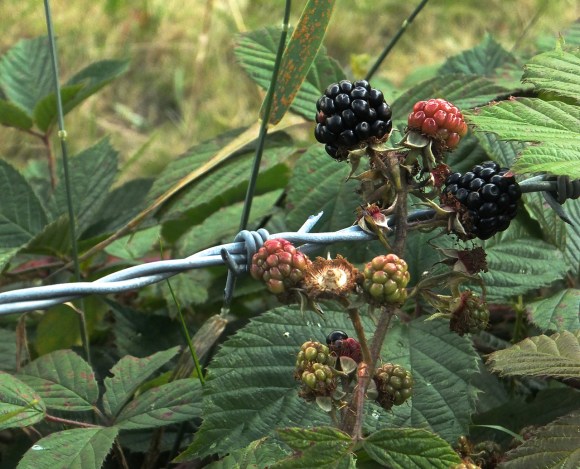Blackberries, 12/8/14