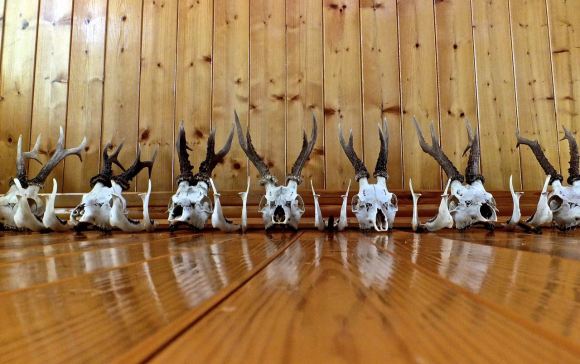 Deer skulls, 6/8/14