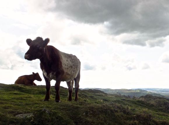 Gummer's How summit, 23/8/14