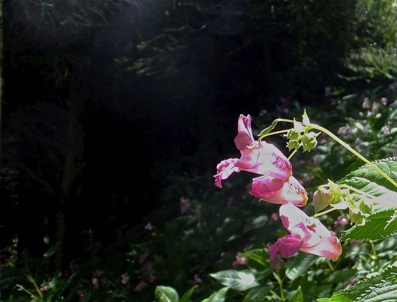 Himalayan Balsam, 3/8/14