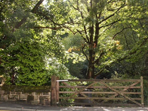 Tree and gate, 22/8/14