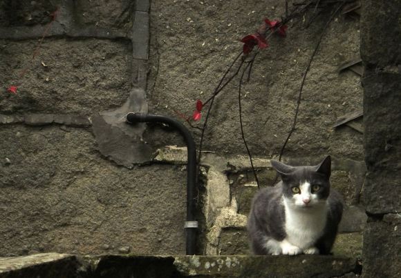 Cat, Old Gate, 20/9/14