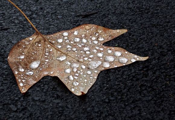 Fallen leaf, 24/10/14