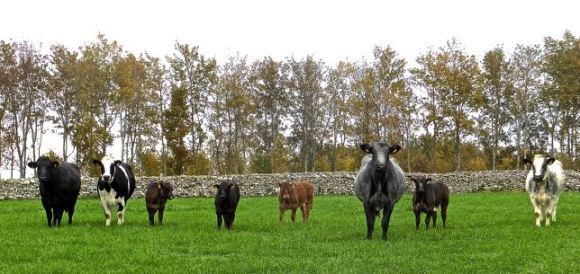 The cows know, 15/10/14