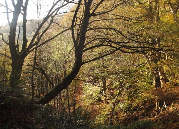 Autumn woods, 1/11/14