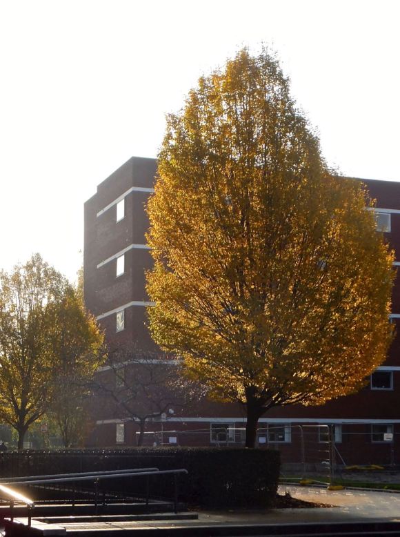 Campus tree, 18/11/14