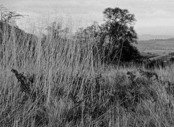 Grass and bracken, 13/11/14