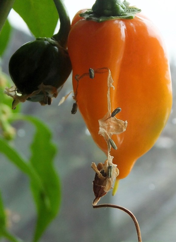 Habanero, 22/12/14