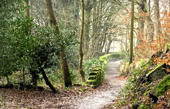 Nutclough Woods, 26/12/14