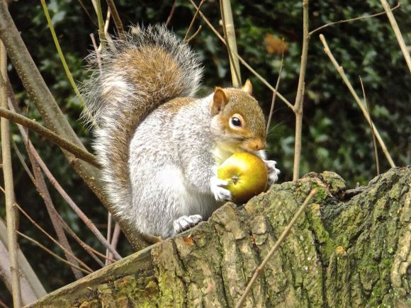 Squirrel foraging, 15/12/14